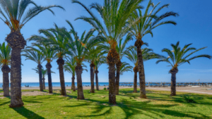 Palmen am Strand von Torremolinos